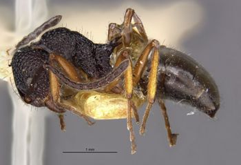 Media type: image;   Entomology 21230 Aspect: habitus lateral view